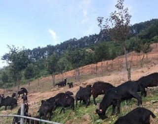 대둔산흑염소